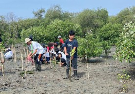 Peduli Lingkungan, Pelajar SMPN 1 Surabaya ini Bikin Gerakan Mangrove Warrior