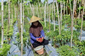 Harga Cabai Rawit di Surabaya Tembus Rp 70 Ribu Per Kg, Begini Langkah Pemkot