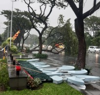 Tiga Titik Pohon Tumbang di Jagir Surabaya, Plakat Klaska Residence Ikut Roboh