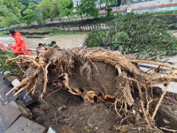 Hujan Angin Terjang Surabaya, Pohon Trembesi Besar di Gunungsari Tumbang ke Sungai