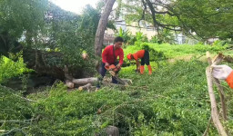 Angin Kencang di Surabaya, Pohon Tumbang Timpa Ojol dan Penumpang