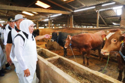 Jatim Terima Alokasi 1,5 Juta Dosis Vaksin PMK, 453 Ribu Sudah Tersalurkan