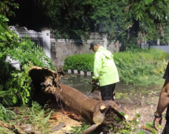 Empat Jam Surabaya Dilanda Hujan, 8 Pohon Tumbang