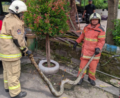 Ular Piton 3 Meter Masuk Rumah Warga Babatan Indah Surabaya