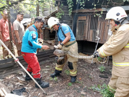 Ular Piton 3,5 Meter Gegerkan Warga Kalianak Surabaya