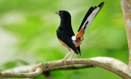 4 Rahasia Jitu Cetak Burung Murai Batu Juara, Kicau Mania Wajib Catat