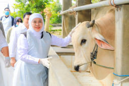 Gubernur Khofifah Pastikan Hewan Qurban di Jatim Melimpah dan Sehat