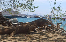 Polda Jatim Bongkar Penyelundupan Komodo dari NTT, Dua Orang Diamankan