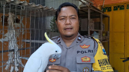 Kisah Tulus Man Odix, Polisi Mojokerto dalam Lestarikan Burung Dilindungi Sejak 2007