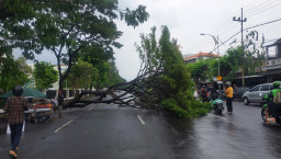 Pohon Tinggi 15 Meter Tumbang di Depan DPRD Jatim, Lalin Sempat Macet