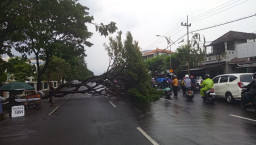 Pohon 15 Meter Tumbang di Depan Gedung DPRD Jatim, Ganggu Lalulintas