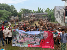 Idul Adha Jadi Momentum Kebersamaan, PDIP Jatim Salurkan 468 Sapi Kurban