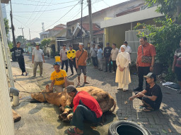Adela Kanasya Adies Bagikan Puluhan Hewan Kurban di Surabaya dan Sidoarjo