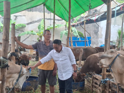 Daya Beli Masyarakat Turun, Penjualan Hewan Kurban di Surabaya Ikut Lesu