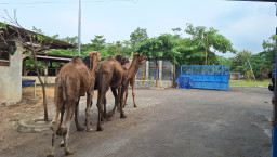 Selain Sapi, Peternakan di Mojokerto Kini juga Sediakan Unta untuk Kurban