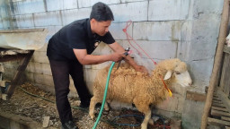 Penjualan Kambing Kurban di Mojokerto Meningkat 50 Persen, Ternyata Ini Tipsnya