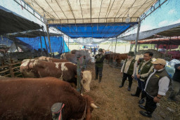 Langkah Serius Pemkot Surabaya Cegah Penyakit Skabies pada Hewan Kurban
