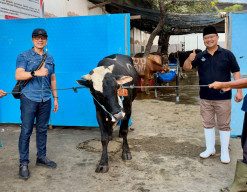 PDAM Surabaya Salurkan 13 Sapi Kurban ke Masjid hingga Ponpes