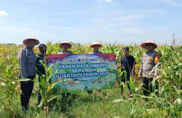 Potret Panen Raya Jagung di Kawasan Balongbendo Sidoarjo