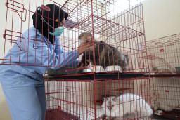 Pemkot Surabaya Hadirkan Sterilisasi Gratis pada 100 Kucing, Berikut Syarat dan Tanggalnya