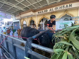 Penampakan Sapi Kurban Jenis Brangus Milik Presiden Prabowo dari Peternak Lokal Surabaya