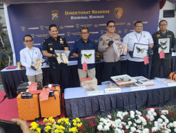 Penyelundupan Gading Gajah hingga Benih Lobster Lewat Jemaah Umroh Dibongkar Polda Jatim