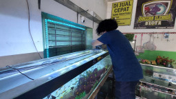 Keluh Penjual Ikan Hias di Probolinggo saat Pemadaman Listrik: Banyak yang Mati, Rugi Total