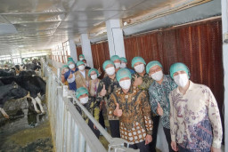 Resmikan Closed Barn di Pasuruan, Wamenko Pangan Dorong Pengembangan Sapi Perah Dataran Rendah