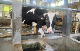 Cerita Manis Riezda Indo Dairy, Berdayakan Warga Lokal Lewat Peternakan Sapi Perah