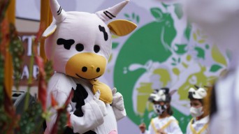 Wow!! Dusun di Batu ini Memiliki Sapi Perah Lebih Banyak dari Jumlah Penduduknya