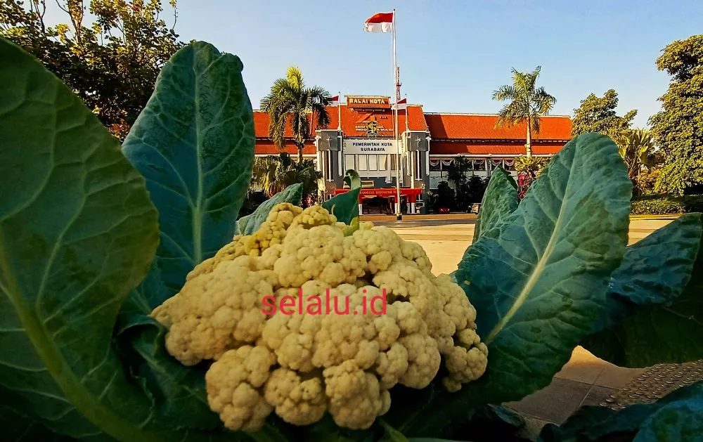Tanaman di Balai Kota Surabaya
