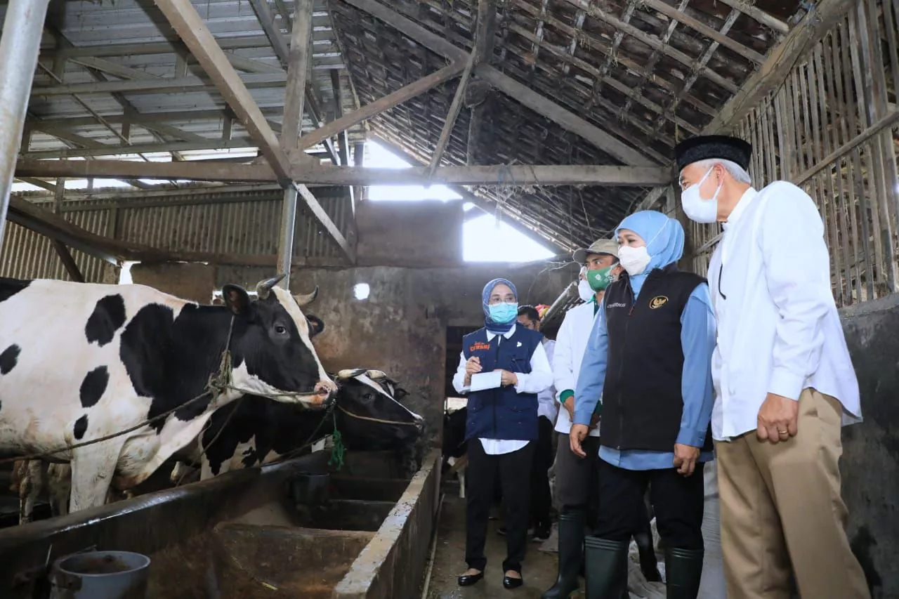 Produksi Susu Sapi di Jawa Timur Tertinggi se-Indonesia, Ini Rahasianya