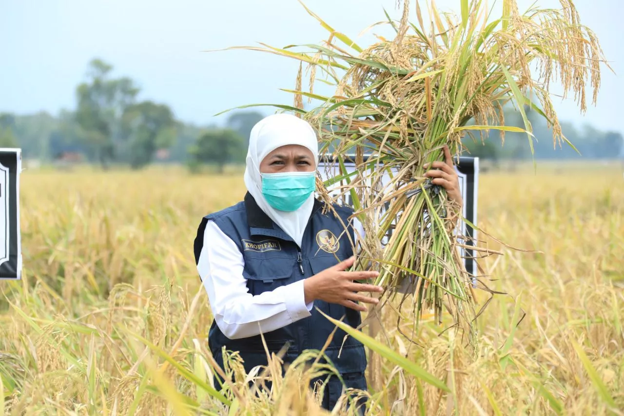 Jawa Timur Kembali Tempati Posisi Teratas Penghasil Padi Terbesar di Indonesia