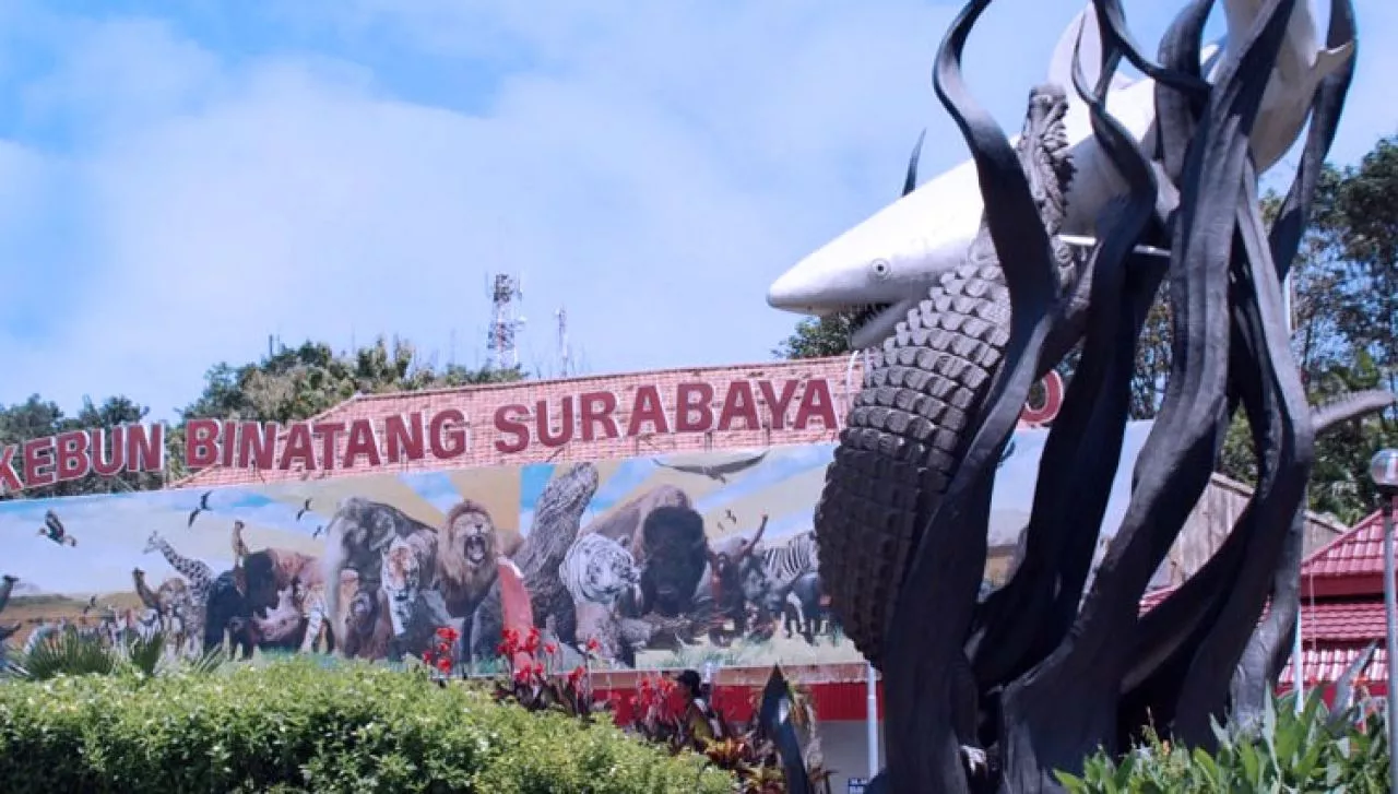 Manis, Gajah Betina Koleksi Kebun Binatang Surabaya Dilaporkan Sakit