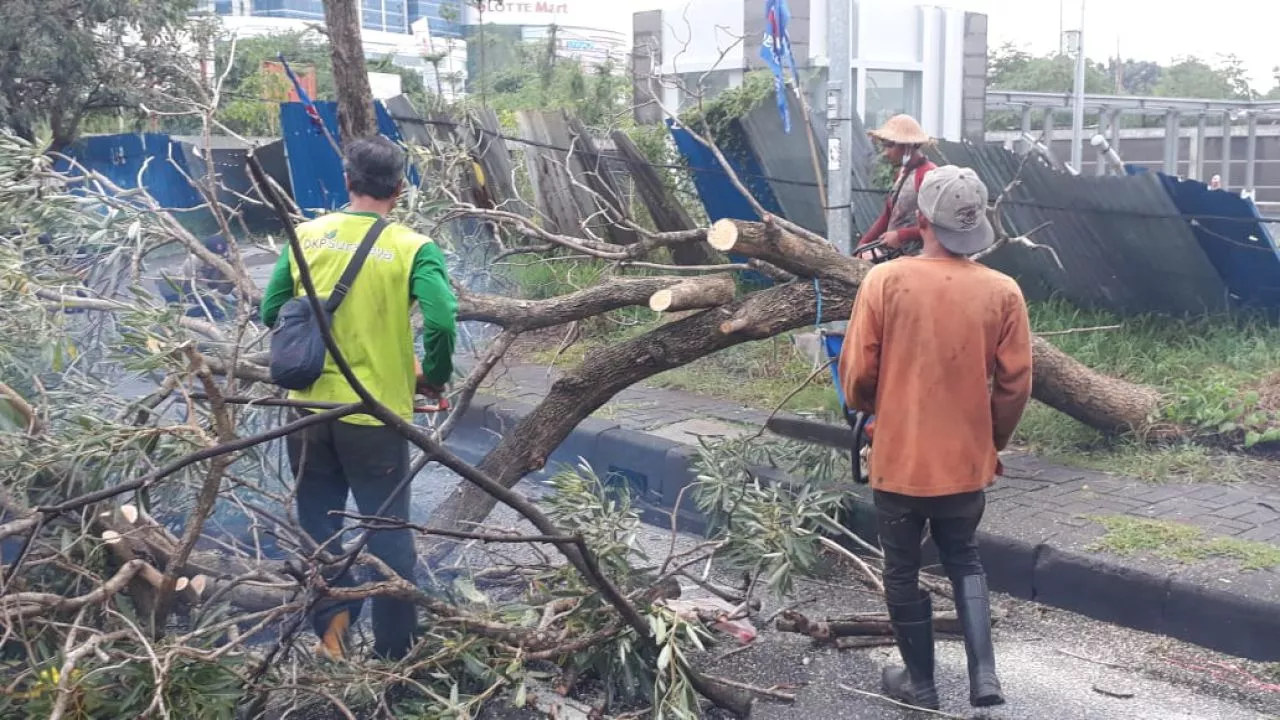 Tiga Pohon Tabebuya Roboh Diterjang Hujan Disertai Angin Kencang di Surabaya