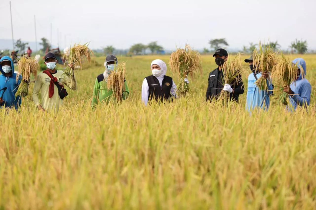 Panen Padi di Tuban, Gubernur Khofifah Tegaskan Kedaulatan Pangan Nasional