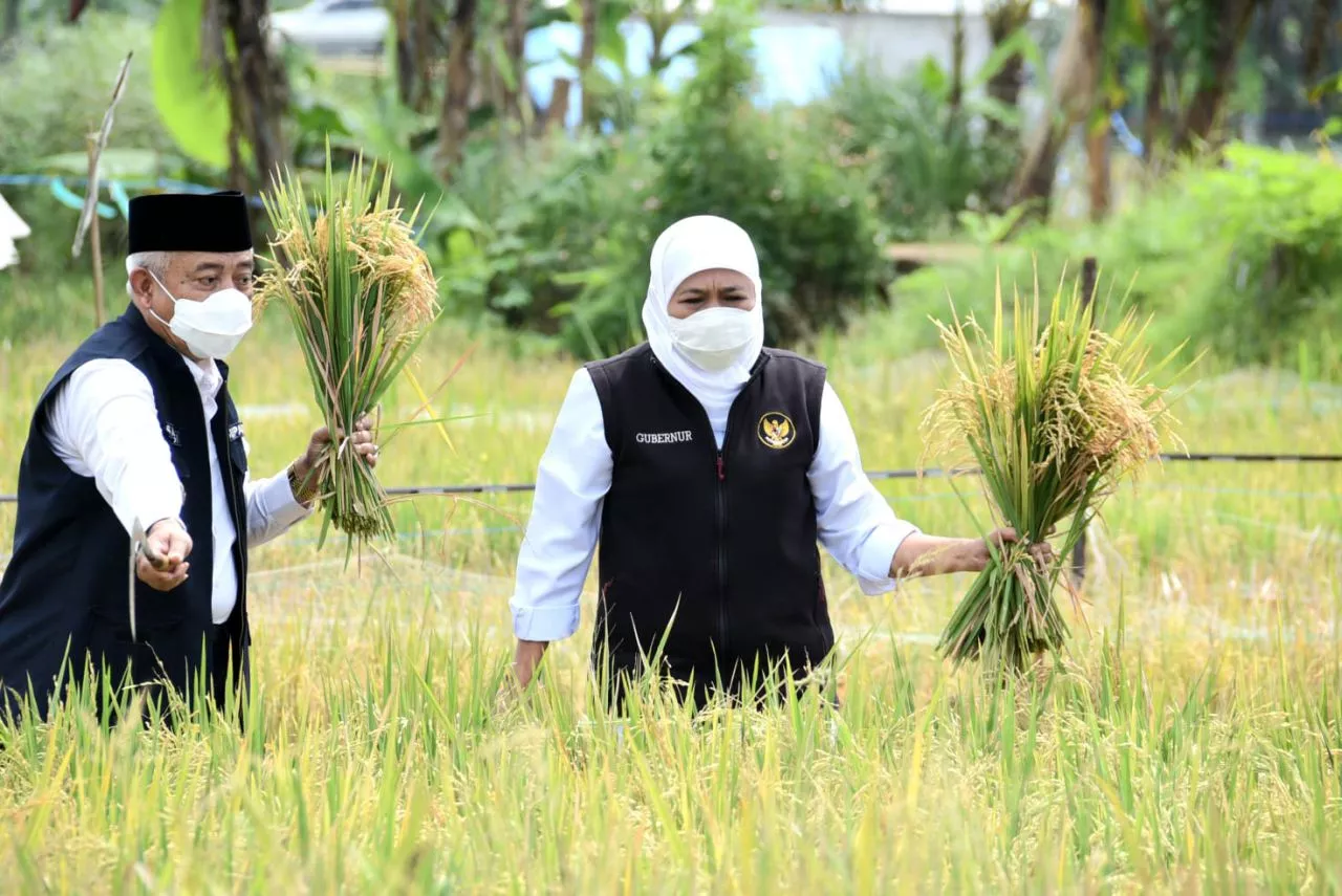 Ini Upaya Gubernur Khofifah Wujudkan Ketahanan Pangan di Jawa Timur
