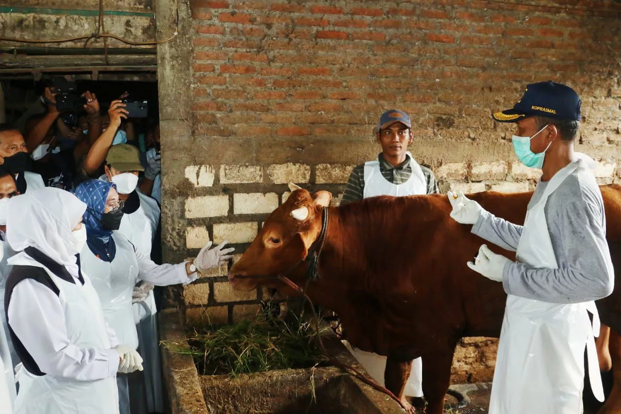 Begini Cara Kerja Biosecurity Cegah PMK pada Hewan Ternak