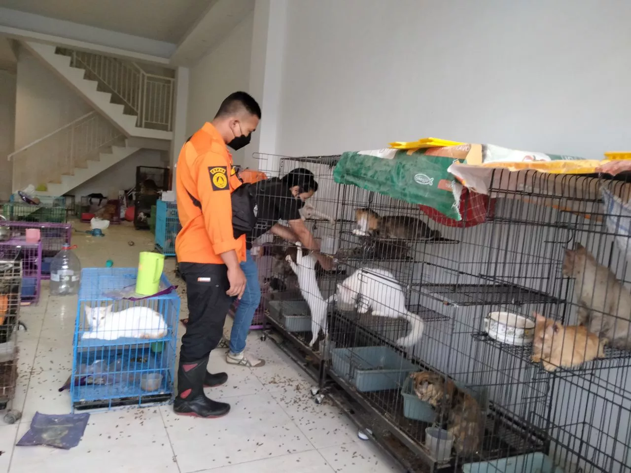 Ratusan Kucing Terkunci Dalam Ruko, Komunitas Pecinta Hewan: Mengenaskan