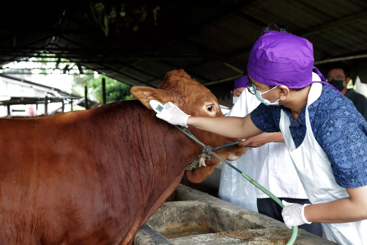 Begini Langkah Peternak Sapi di Surabaya Hadapi Wabah PMK