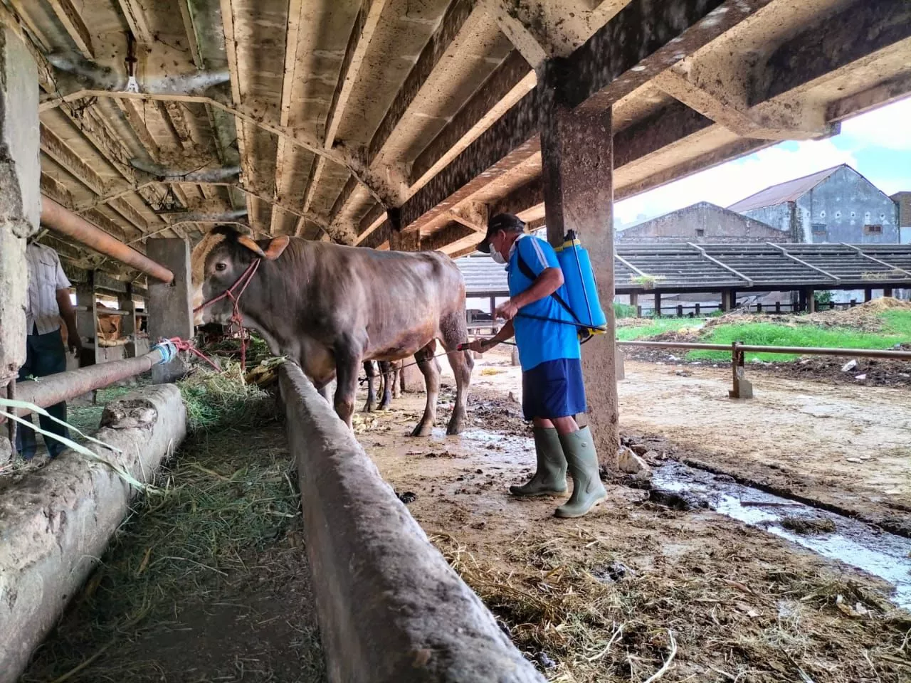 Penjual Hewan Kurban Dilarang Berdagang Sembarangan di Surabaya, Ini Aturannya