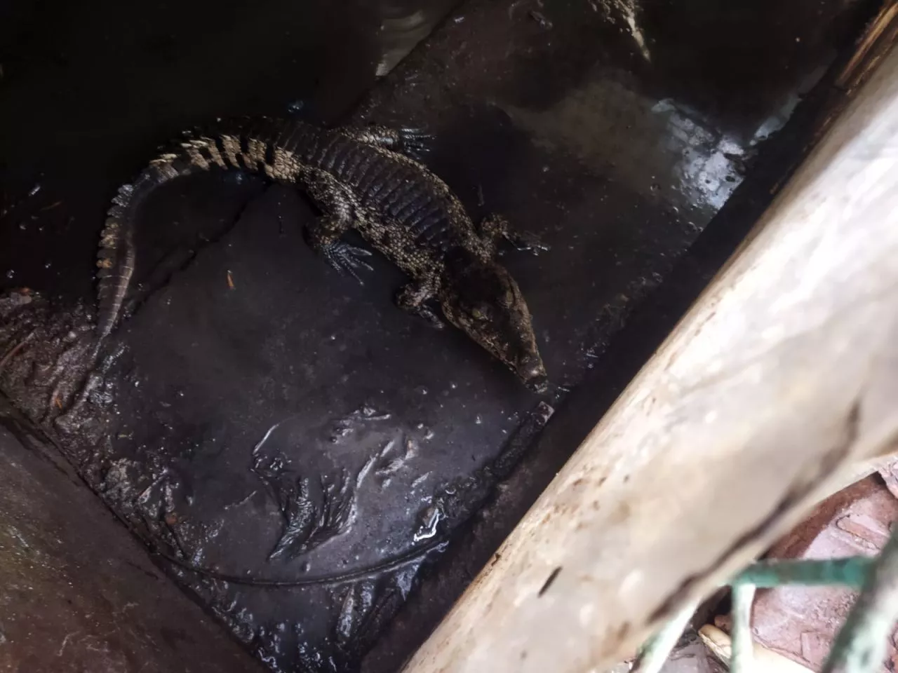 Tak Sanggup Beri Makan Hewan Buas Peliharaanya, Warga di Surabaya Lapor Pemkot