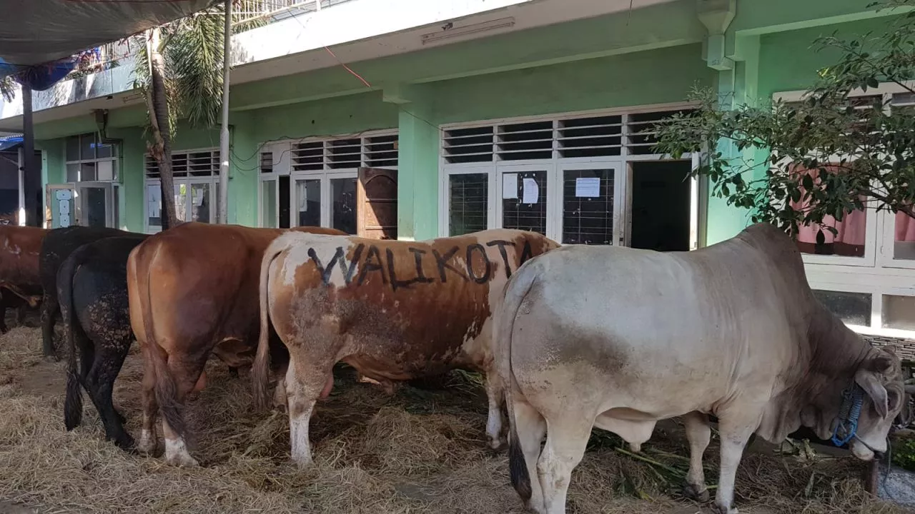 Berbobot Hampir 1 Ton, Ini Penampakan Empat Sapi Kurban Wali Kota Surabaya