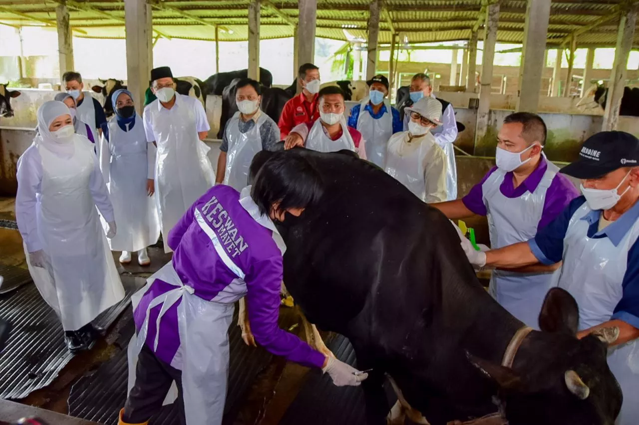 Jawa Timur Capai Vaksinasi Penyakit Mulut dan Kuku Tertinggi se Indonesia