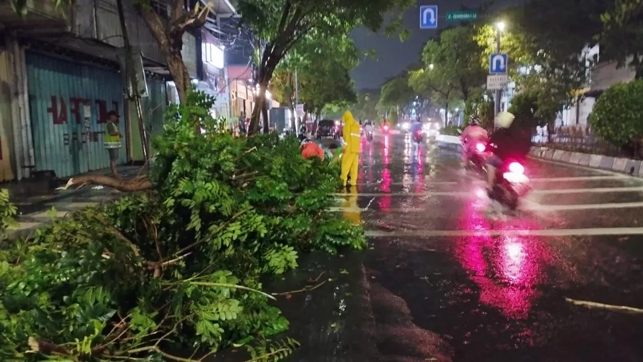 9 Pohon Tumbang Akibat Hujan Deras Disertai Angin di Surabaya