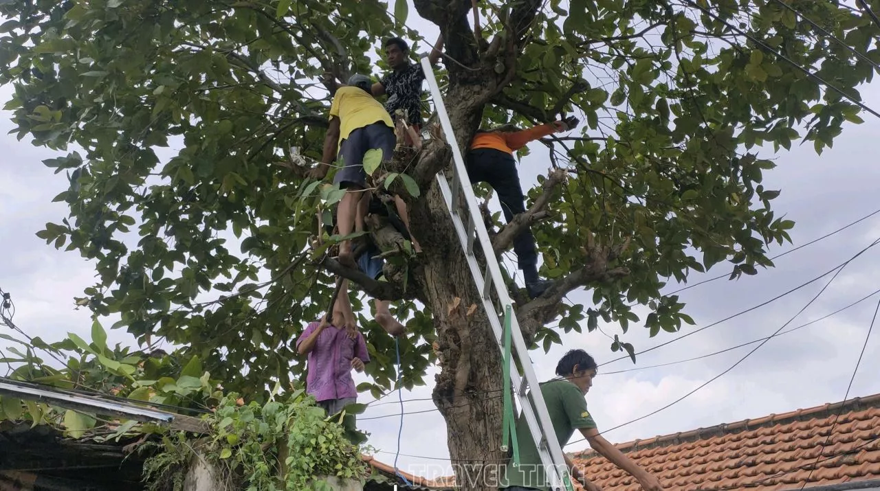 Berniat Potong Ranting, Pria di Surabaya ini Malah Pingsan di Atas Pohon