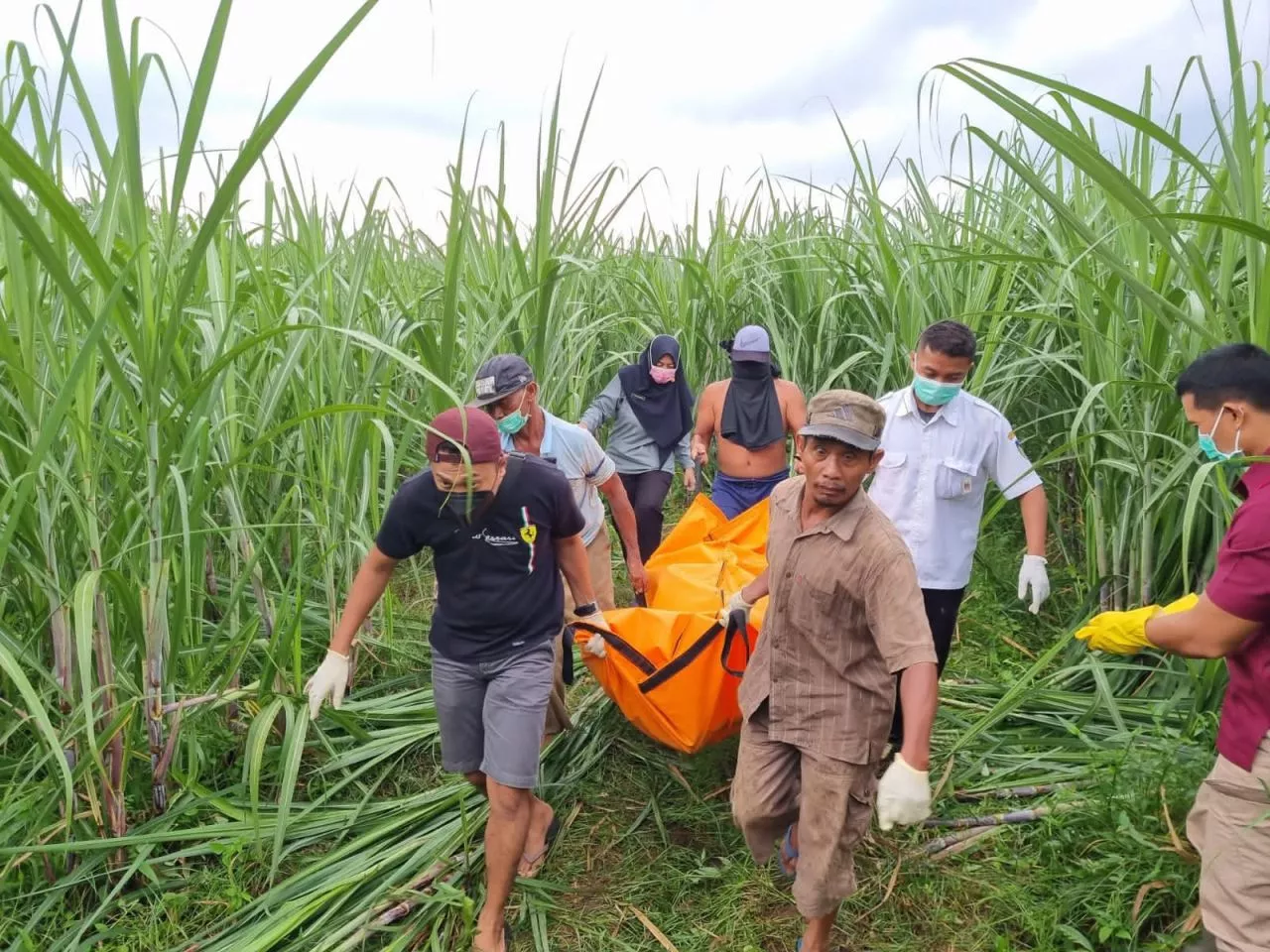 Wanita di Kediri Ditemukan Tewas Membusuk saat Melahirkan di Kebun Tebu