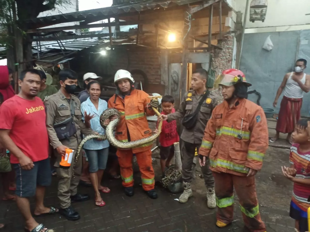 Ular Sanca Masuk Rumah Warga Sawahan, Damkar Bongkar WC hingga Saluran Air