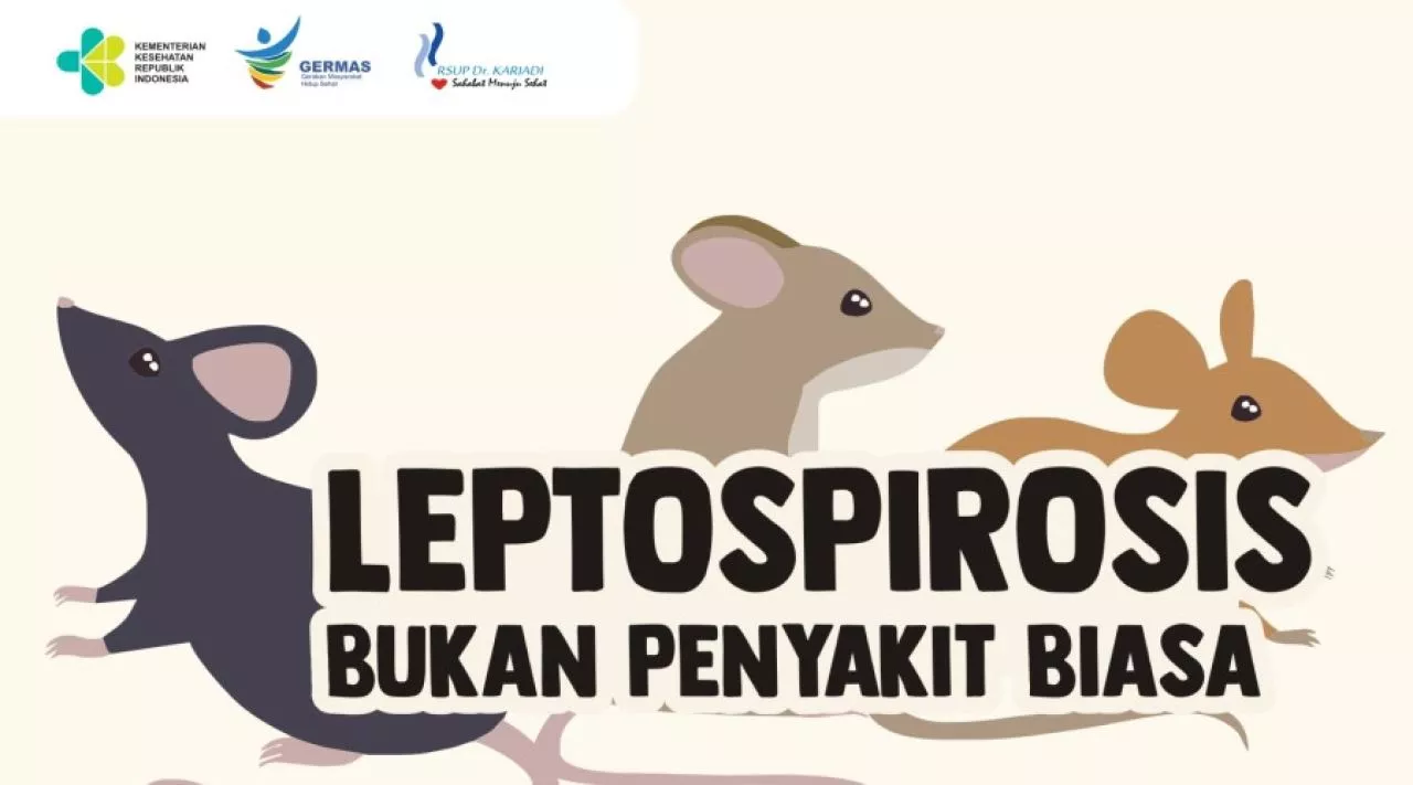 Leptospirosis Tak Bisa Disepelekan, Penyebab Weil, Gagal Ginjal Hingga Pendarahan Otak