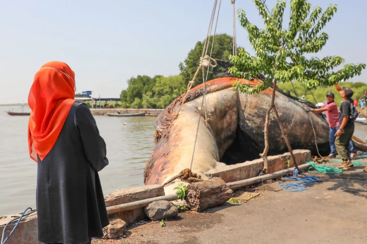 Bangkai Paus Balin yang Terdampar di Surabaya Dimuseumkan di Jatim Park
